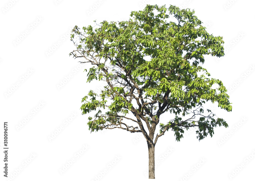 Shrubs, trees isolated from the white background, record the path