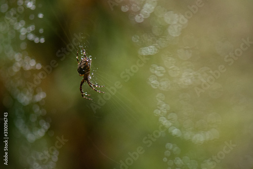 Spider on it's web