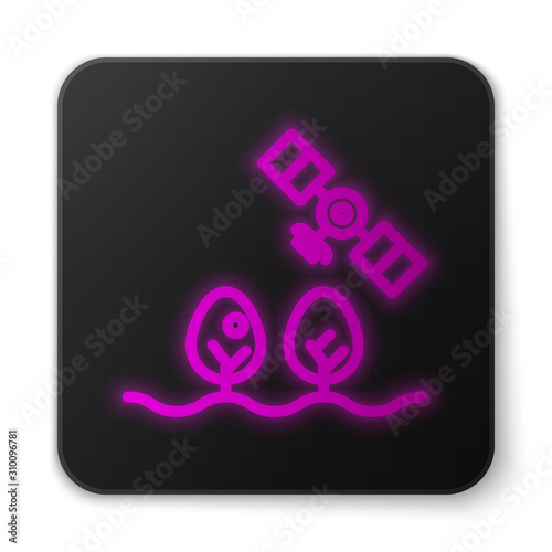 Glowing neon line Smart farm with drone control and tree icon isolated on white background. Innovation technology for agricultural company. Black square button. Vector Illustration