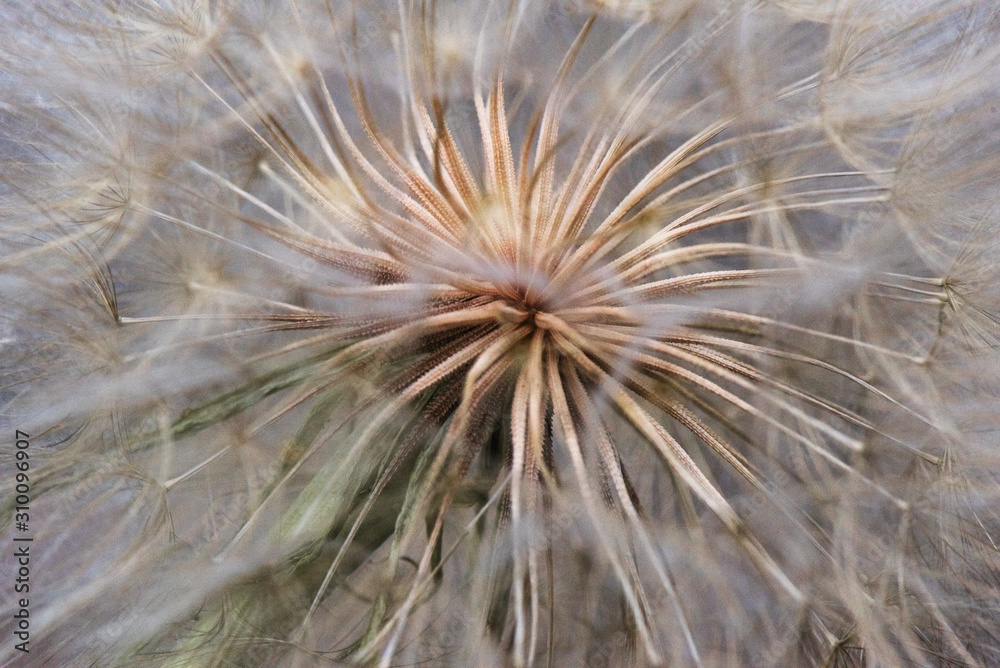 Fototapeta premium Large dandelion macro close up