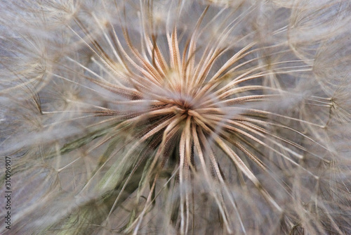 Large dandelion macro close up