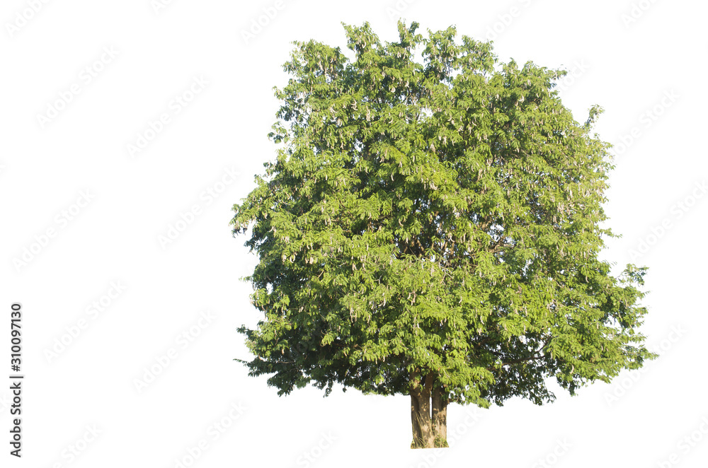 Shrubs, trees isolated from the white background, record the path Shrubs, trees isolated from the white background, record the path
