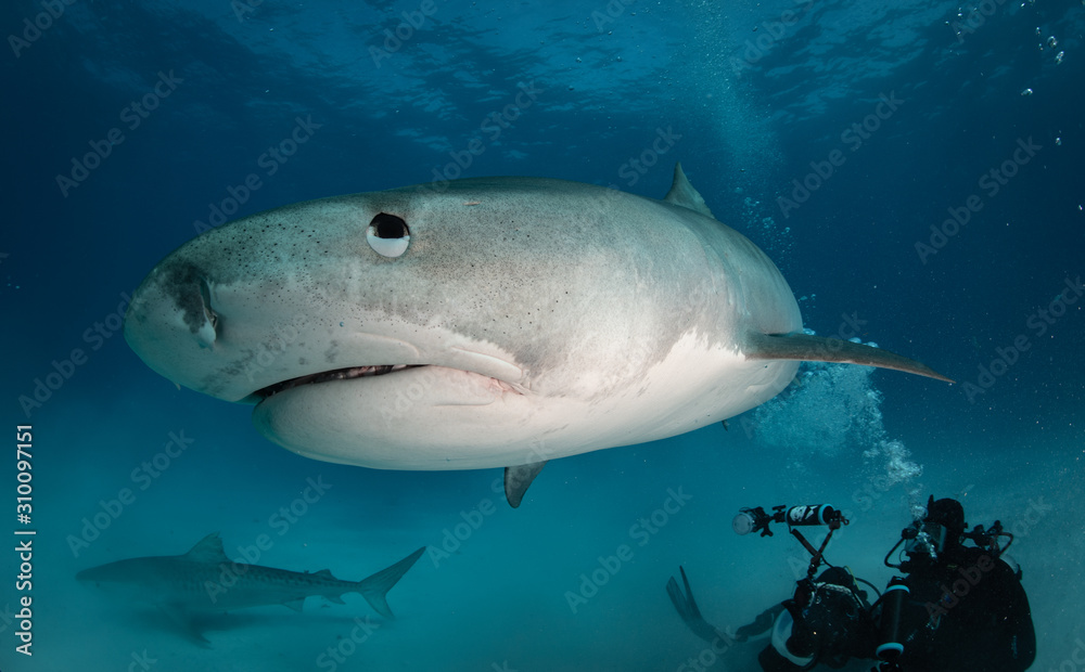 Tiger sharks at Tiger Beach. Bahamas Tiger sharks at Tiger Beach. Bahamas