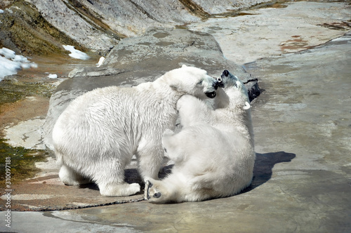 The brothers are polar bears. Fun game