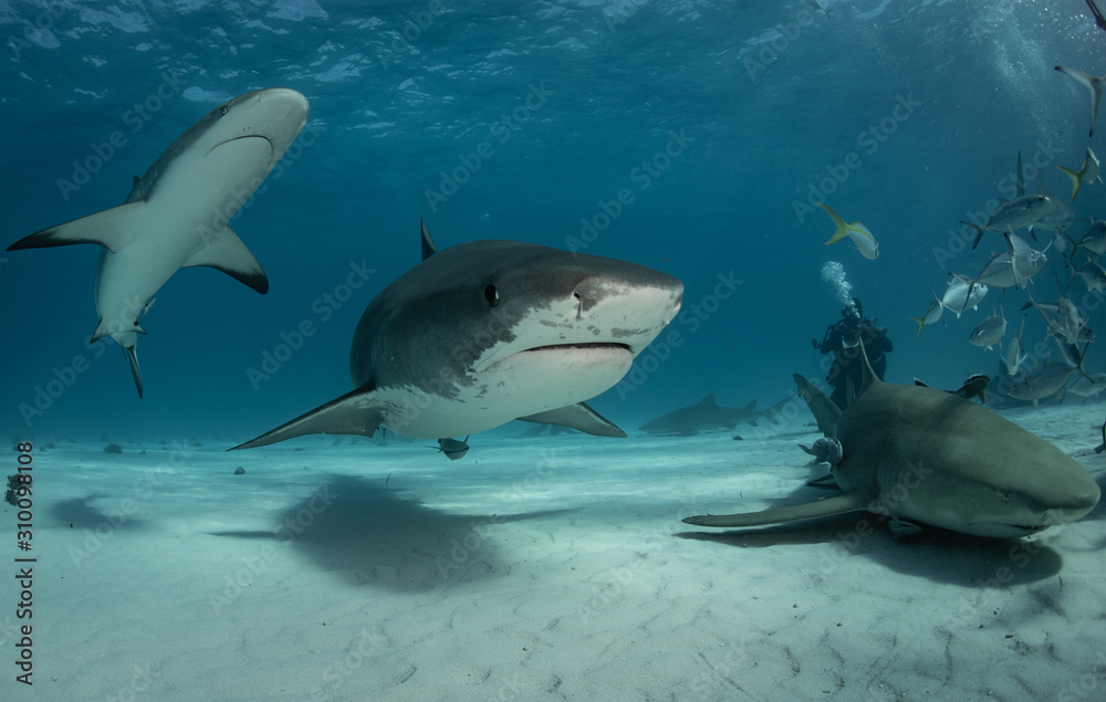 Fototapeta premium Tiger sharks at Tiger Beach. Bahamas