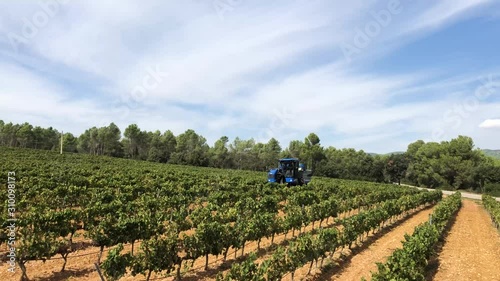 Grape harvester working in a vineyard in a sunny day. Static shot.