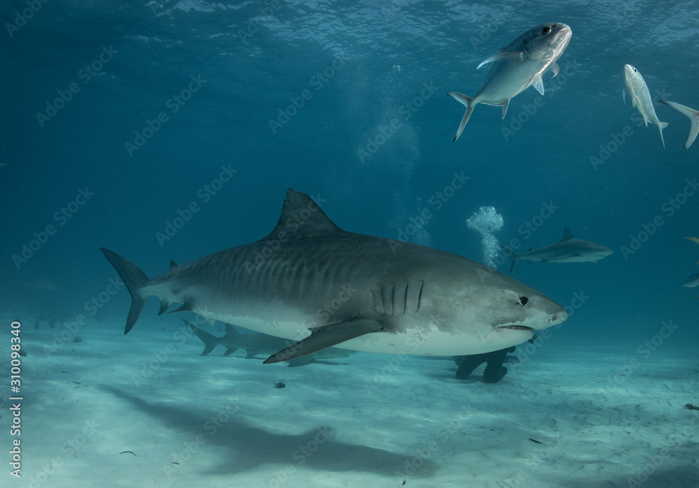 Obraz premium Tiger sharks at Tiger Beach. Bahamas