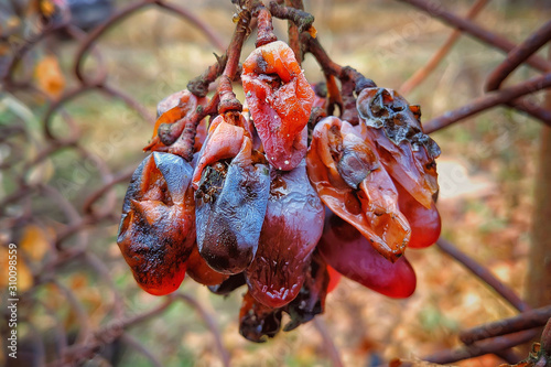withered bunch of grapes on the vine in the fall.