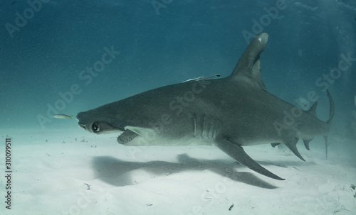 Great Hammerhead sharks off of Bimini  Bahamas
