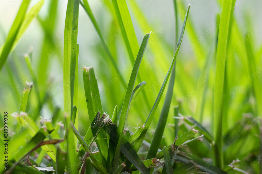 cut up bright green grass close up, spring , green world concept