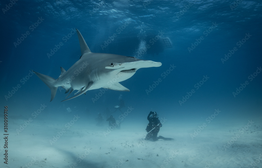 Obraz premium Great Hammerhead sharks off of Bimini, Bahamas
