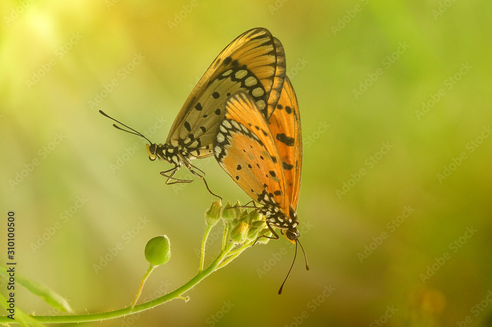 Fototapeta premium a butterfly is mating