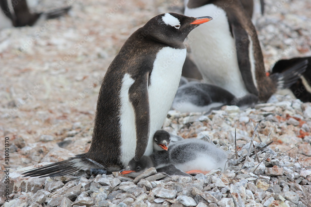 Fototapeta premium Gentoo penguin II