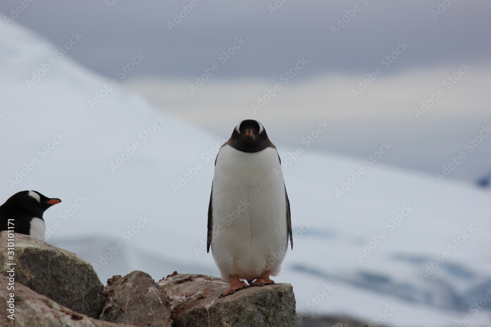 Fototapeta premium Gentoo Penguin