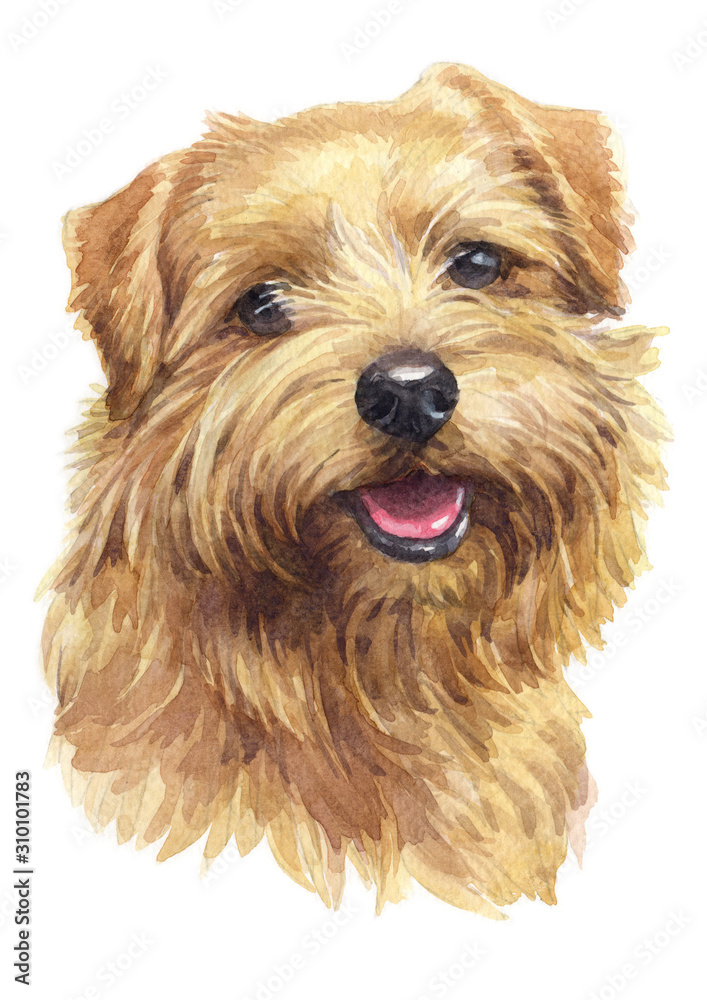 Water colour painting, brown dog, Norfolk Terrier 042 Water colour painting, brown dog, Norfolk Terrier 042
