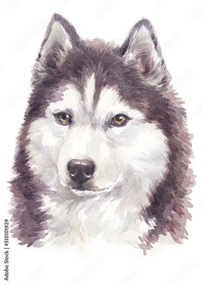 Water colour dog painting, brown-white colour Siberian Husky  052