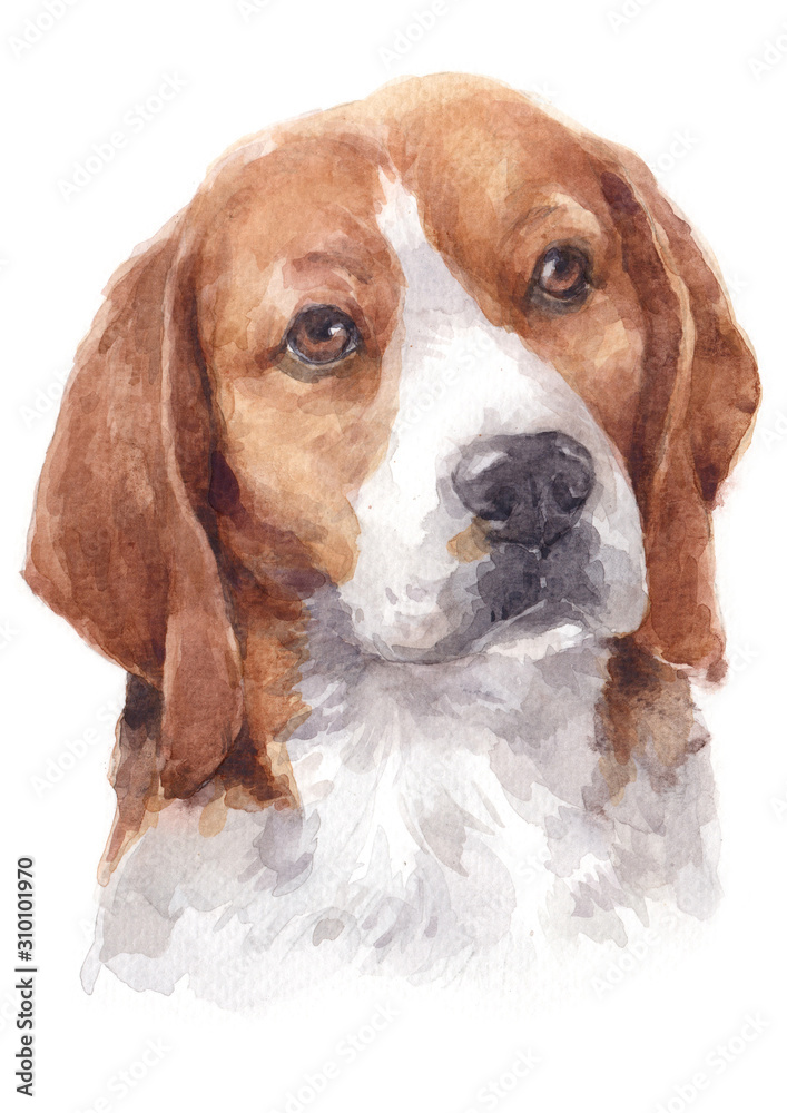 Water colour painting of Beagle dog 055