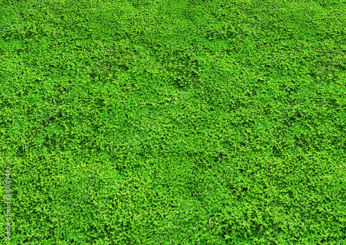 緑の芝生のクローズアップ