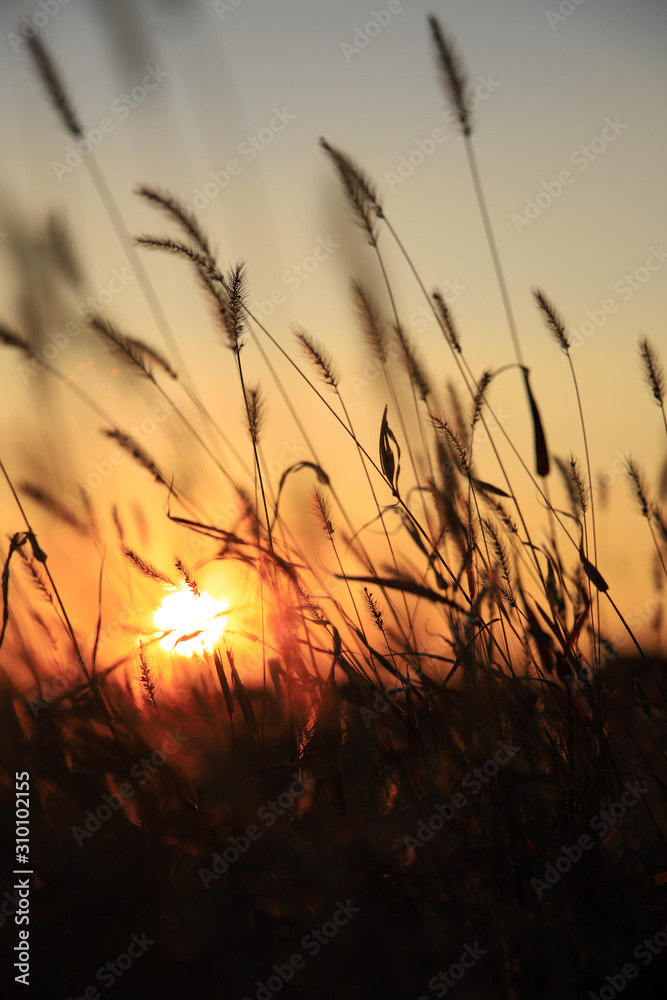 sunset over wheat field sunset over wheat field
