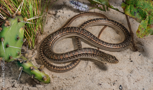 Eastern Slender Glass Lizard (Ophisaurus attenuatus longicaudus) photo