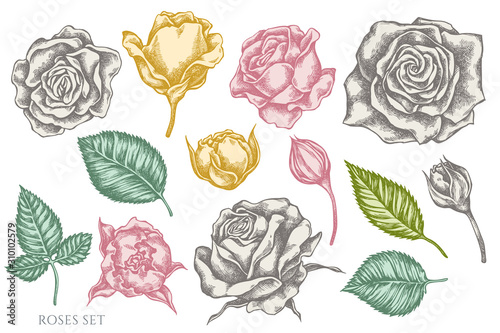 Vector set of hand drawn pastel roses