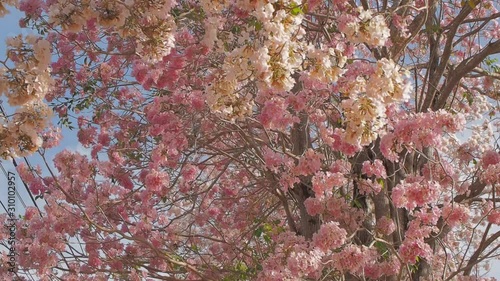 Vdo. view of Pink Trumpet Tree flowers cherry blossom blooming on branches with blue sky background, Kamphaengsaen, Nakhon Pathom, Thailand. photo