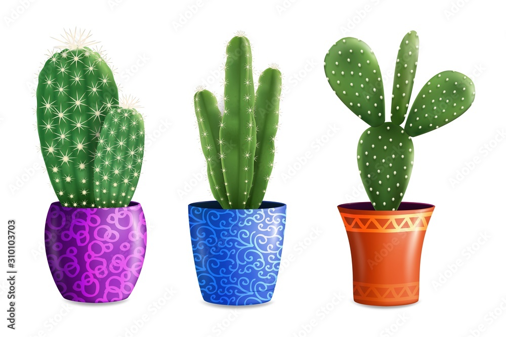 Cactus houseplants in pots, vector illustration isolated Cactus houseplants in pots, vector illustration isolated