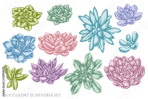 Vector set of hand drawn pastel succulent echeveria
