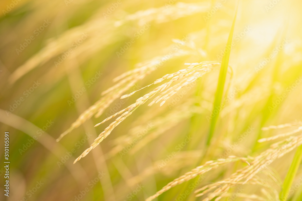 Closeup nature view of gold rice field on blurred background with copy space using as background natural plants landscape, ecology, fresh wallpaper concept.
