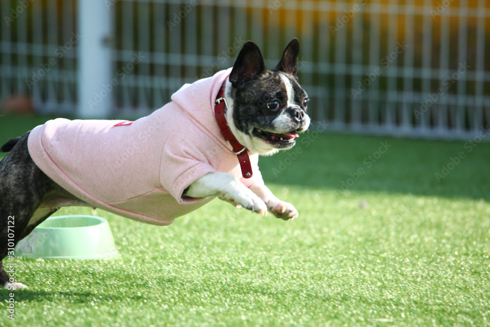Happy puppies in a private playground Happy puppies in a private playground