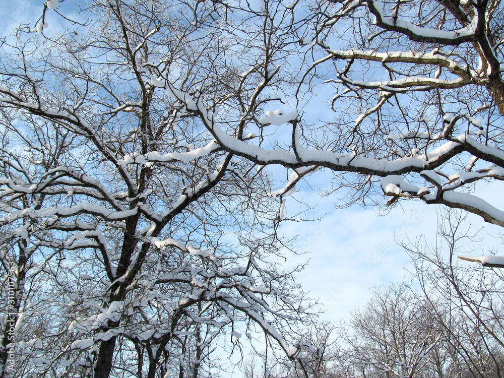 Winter pattern. Blue sky and tree branches in the snow Winter pattern. Blue sky and tree branches in the snow