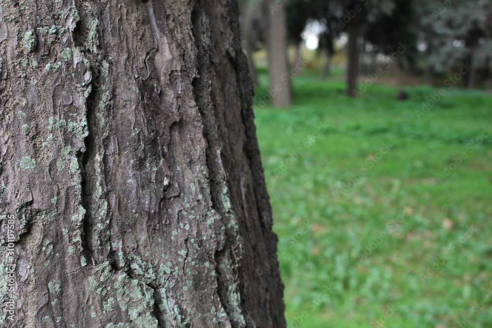 un arbre en cache un autre