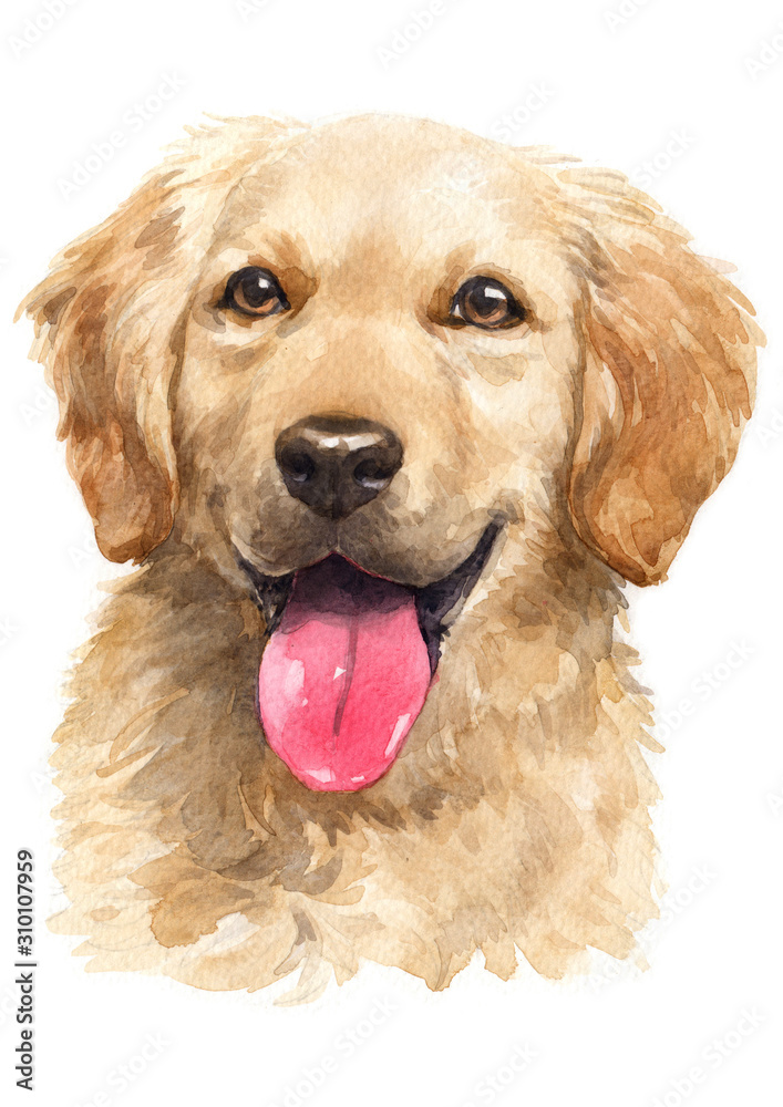 Water colour painting, Golden Retriever, looking 070 Water colour painting, Golden Retriever, looking 070