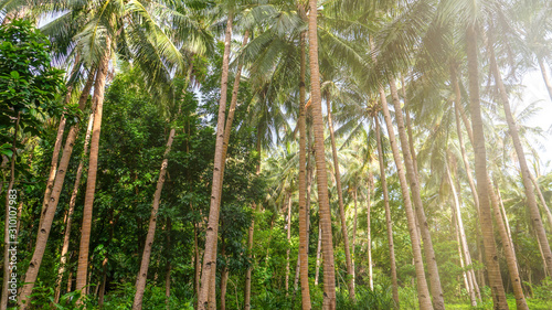 Low angle view of coconut palm trees in a lush  green plantation in the Philippines. The tall  skinny trunks have notches for climbing.