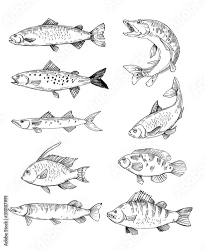 Set of fish sketches, salmon, trout, pike. Hand drawn vectoroutlines with transparent background