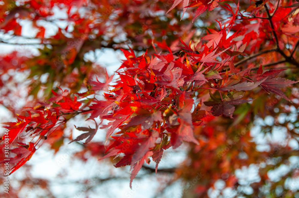 紅葉