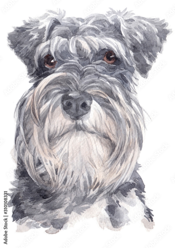 Water colour painting of Miniature Schnauzer 083