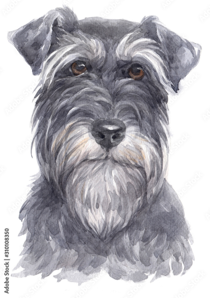 Water colour painting of Miniature Schnauzer 084
