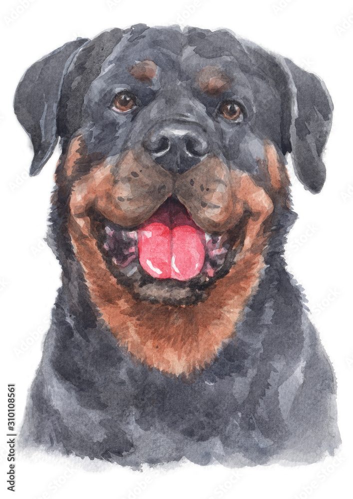 Obraz Water colour painting of Rottweiler 092