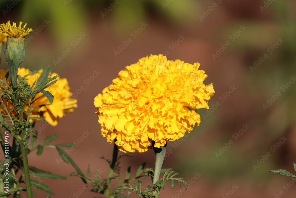beautiful close up yellow meridold flower.Pretty yellow merigold flower ...