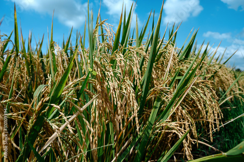 Rice in field under sun