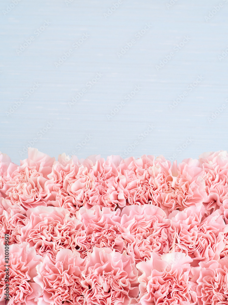 Pink carnation flower frame background