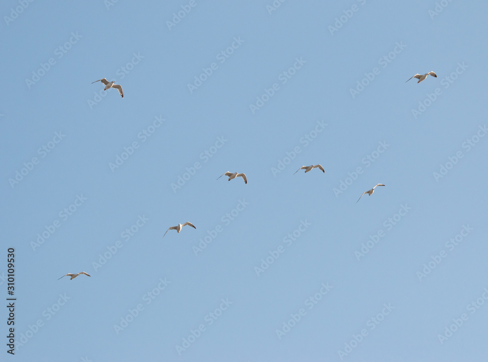 birds seagulls on a background of blue sky