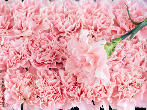 Frame flower made of pink carnation © jittima
