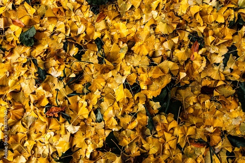 紅葉