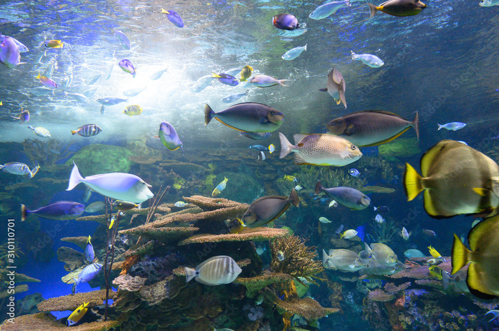 Fototapeta premium FISH tank 