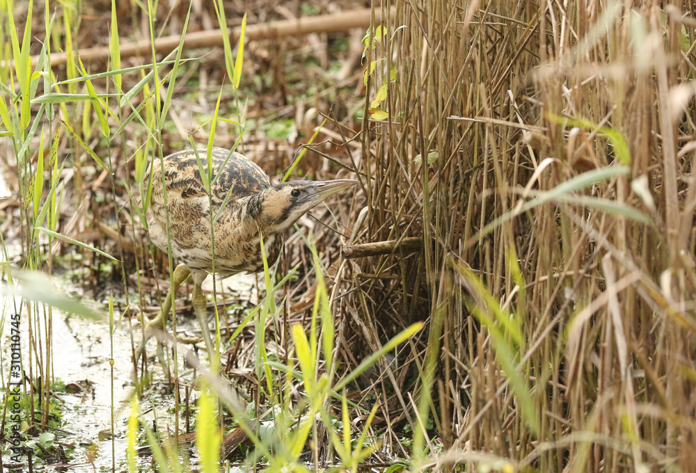 A rare Bittern (Botaurus stellaris) hunting for fish in a reed bed. A rare Bittern (Botaurus stellaris) hunting for fish in a reed bed.