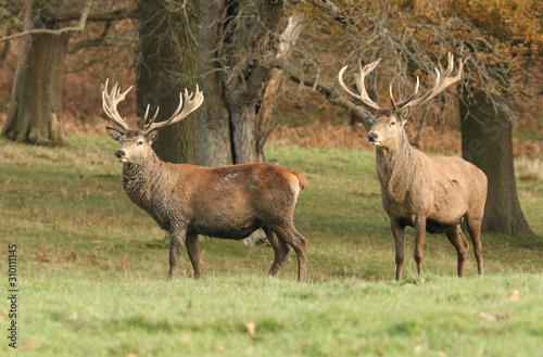 Two Red Deer Stag (Cervus elaphus) at the edge of a field during rutting season.