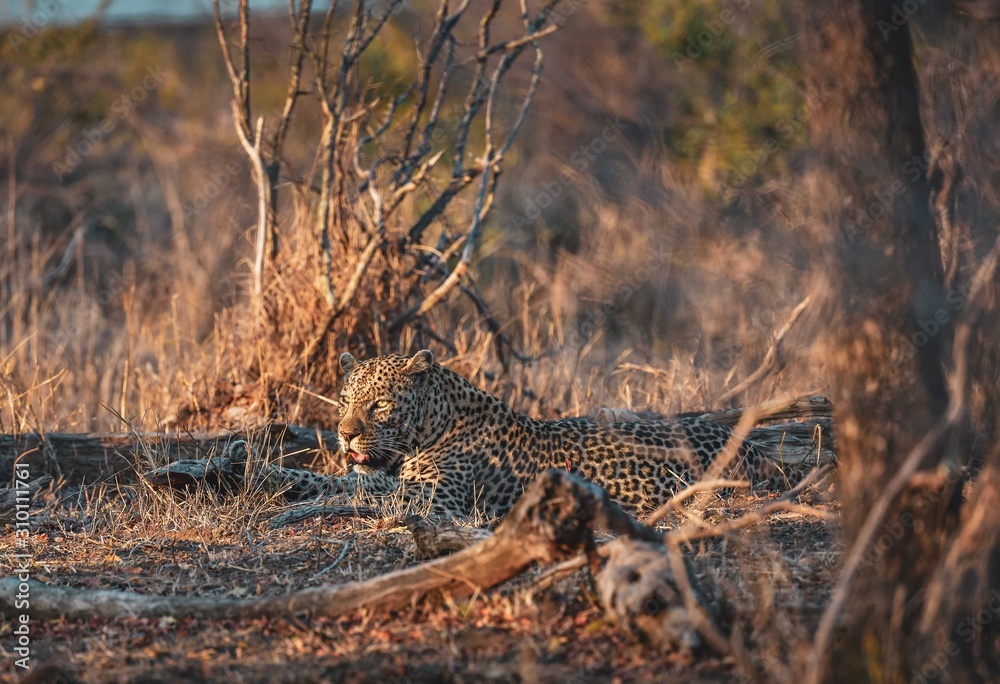 Kruger Golden Hour Leopard Kruger Golden Hour Leopard