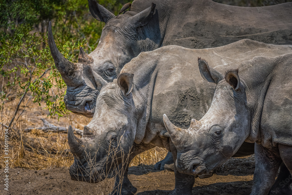 Three white rhino standing abreast - South Africa Three white rhino standing abreast - South Africa